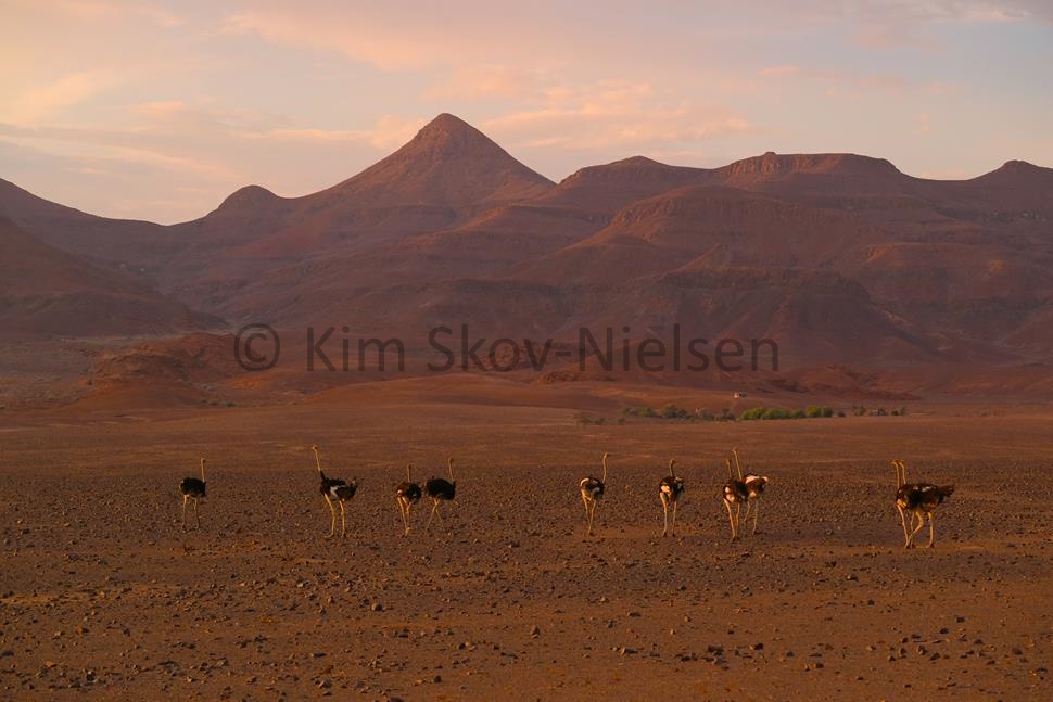 Damaraland ostrich at sunset Damaraland ostrich at sunset